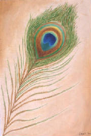 Peacock Feather 